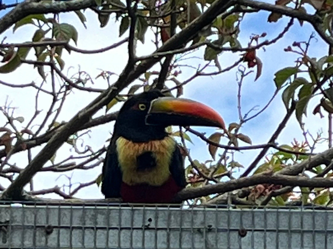 Toucan Rescue Ranch景点图片