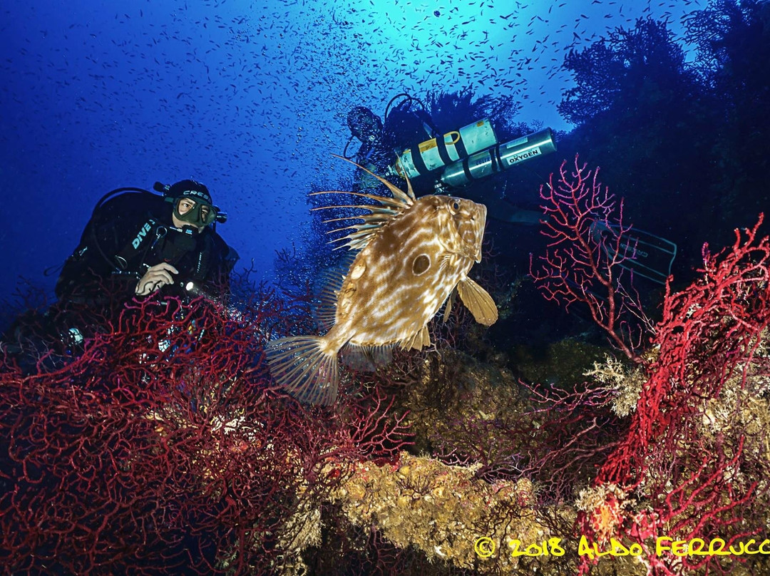 Diving Mediterraneo-圣特雷莎加卢拉必去景点
