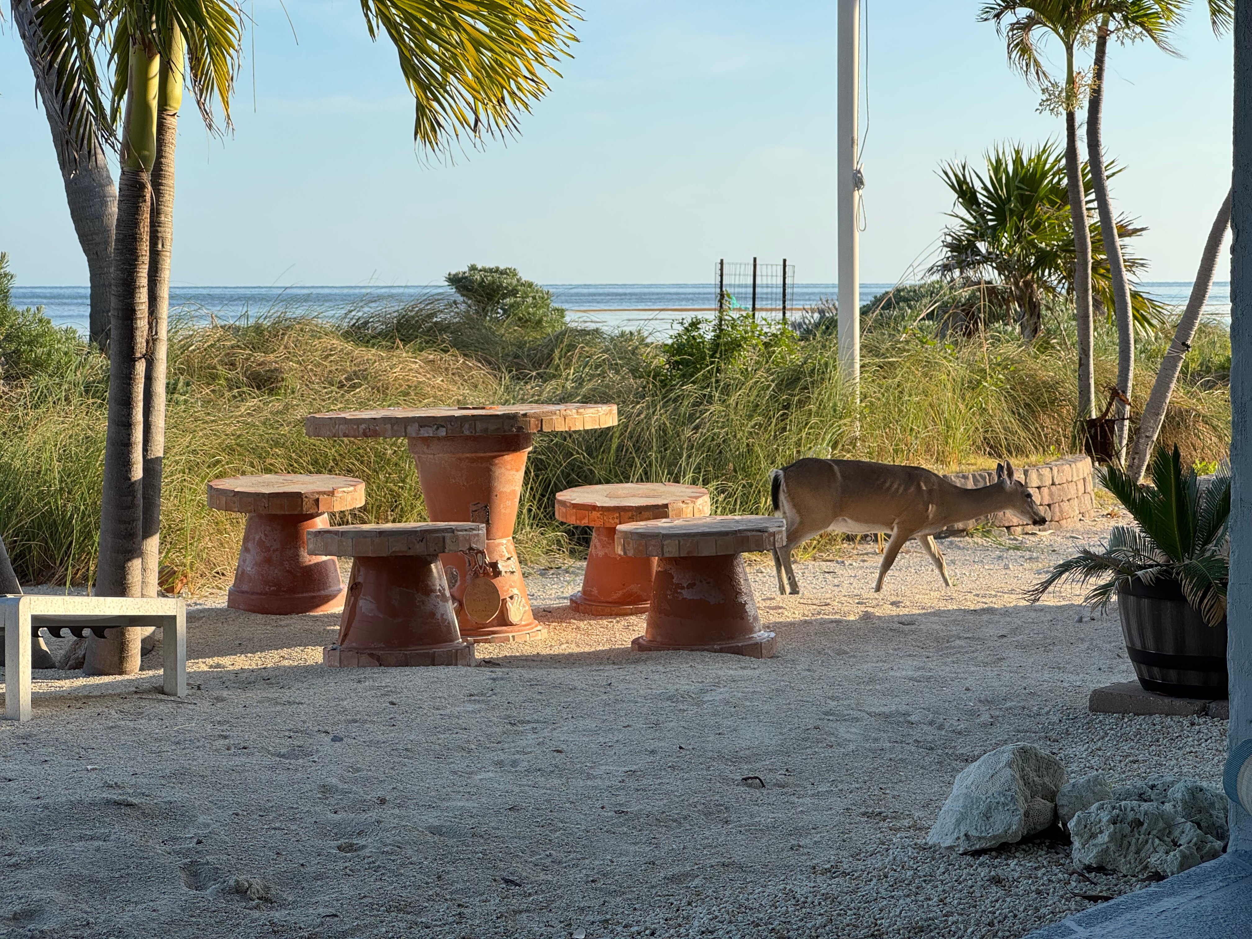 Deer Run on The Atlantic-官方