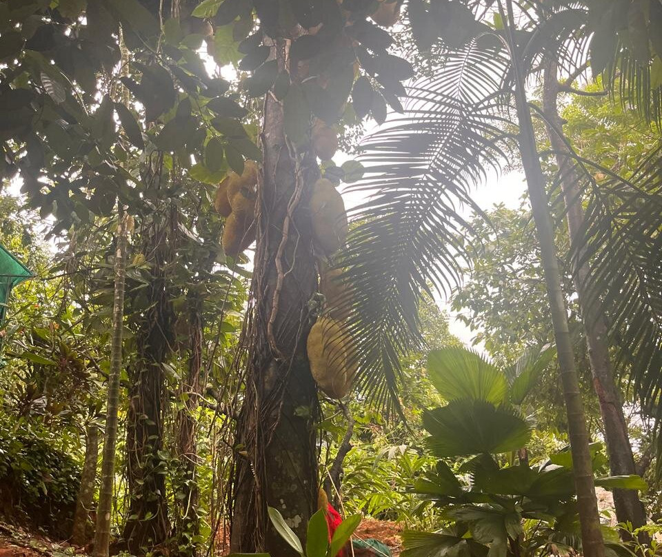 Kerala Holidays景点图片