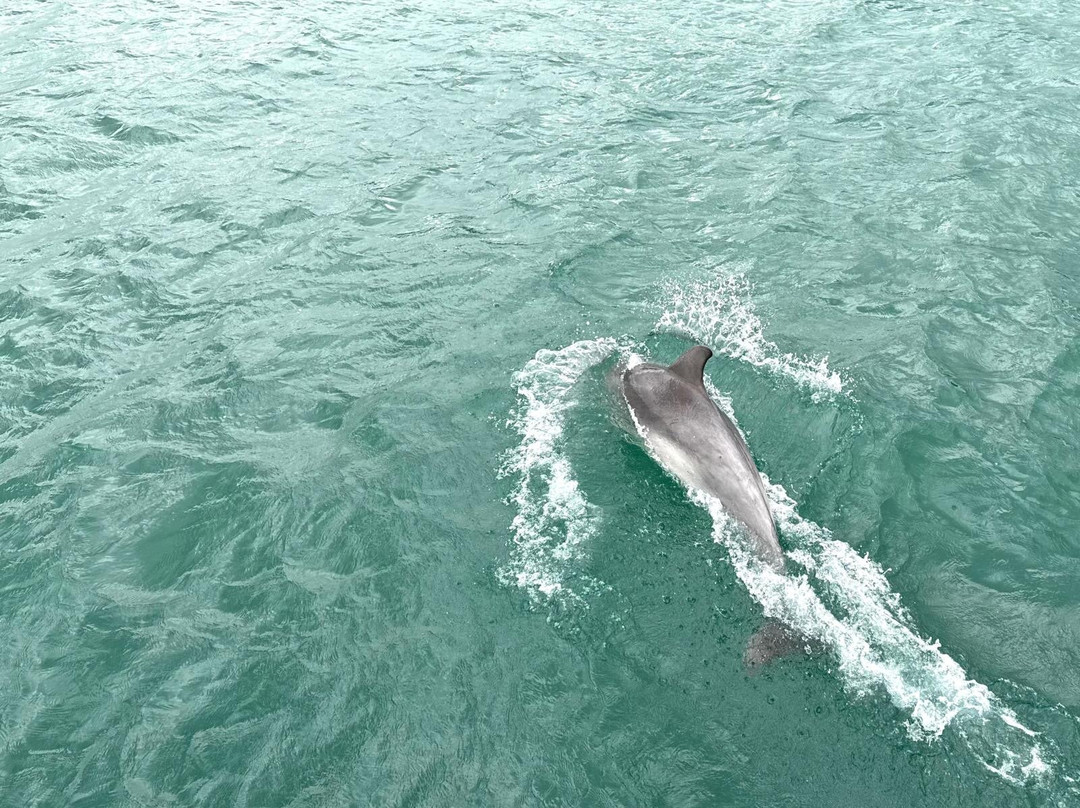 Dolphin Spotting Boat Trips (by New Quay Boat Trips)景点图片