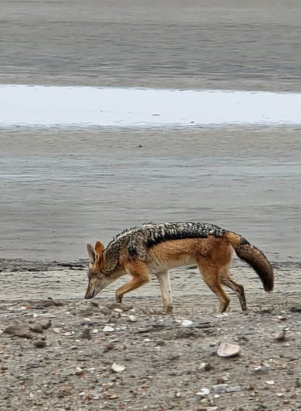 iVenture Sandwich Harbor Tours & Guides-华维斯湾必去景点