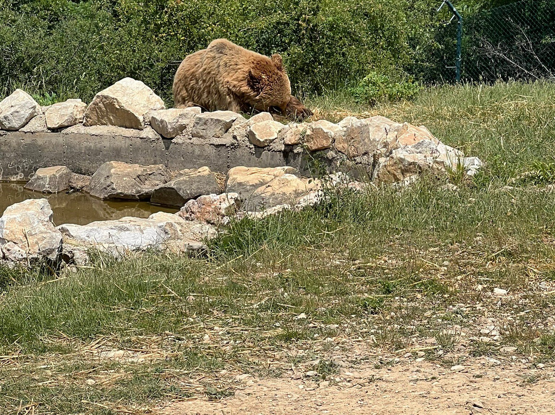 BEAR SANCTUARY Prishtina-普里什蒂纳必去景点