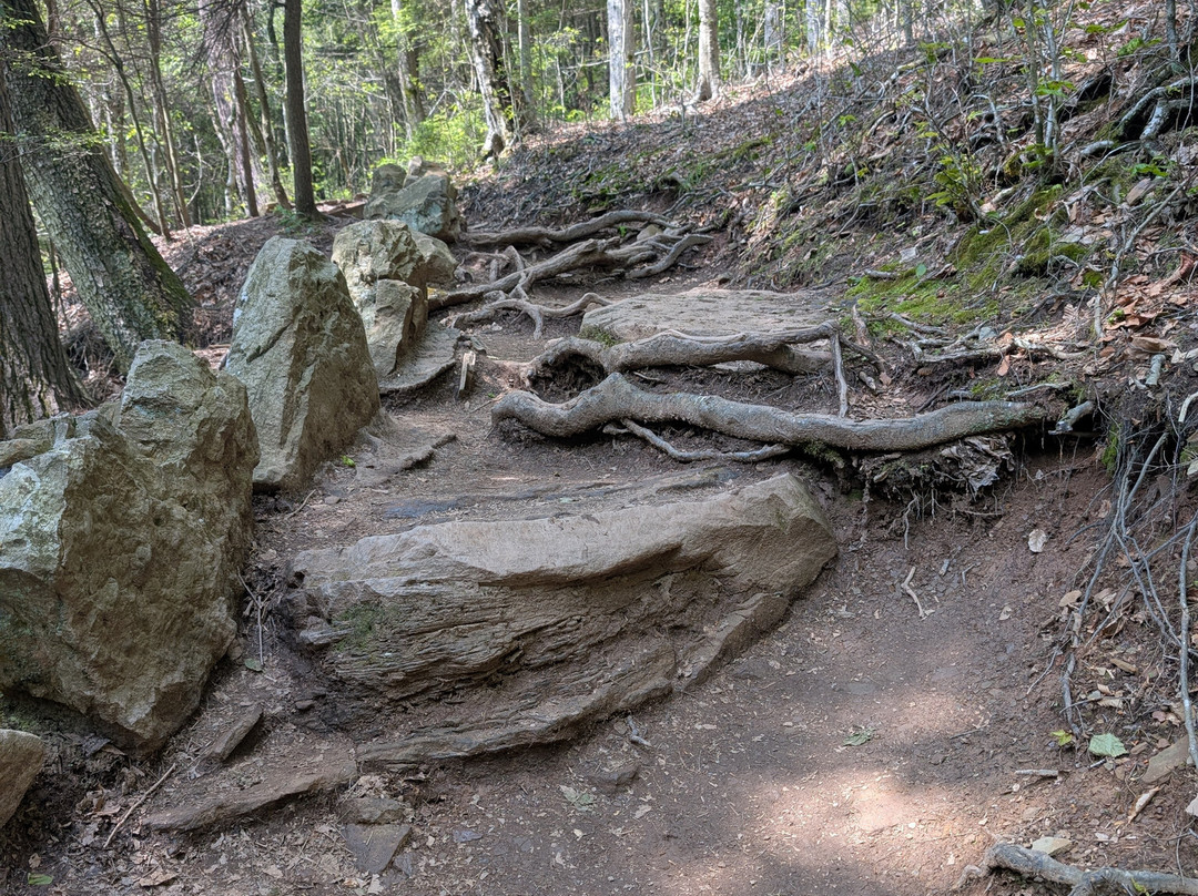 Ricketts Glen State Park景点图片