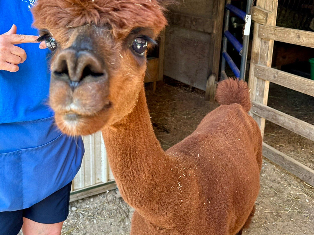 Jersey Shore Alpacas景点图片