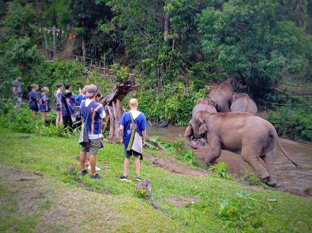 Blue Daily Elephant Care Sanctuary景点图片