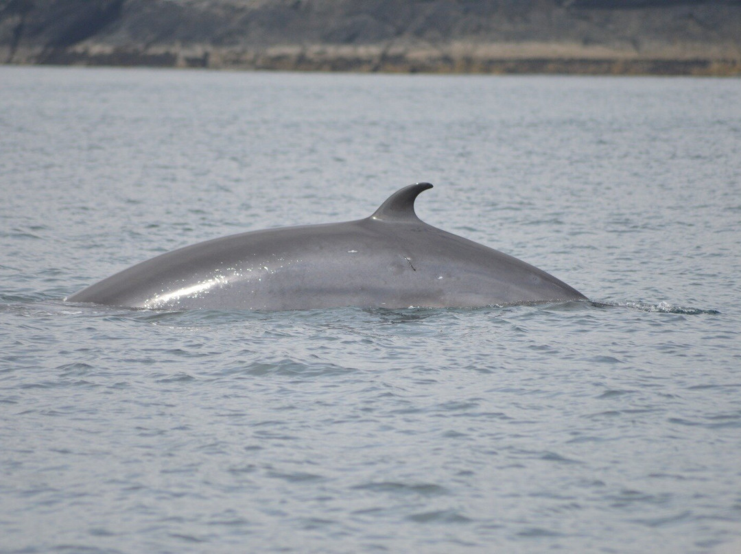 Lady Anne Wildlife Cruises景点图片
