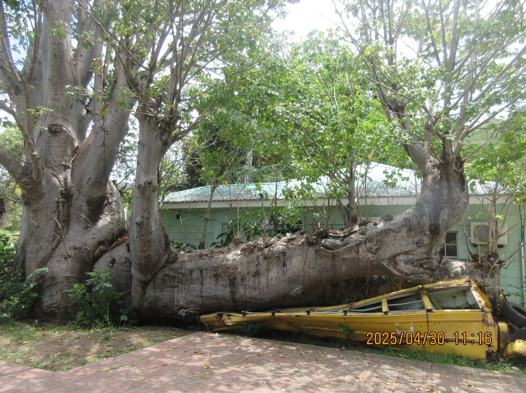 Dominica Botanic Gardens-罗索必去景点