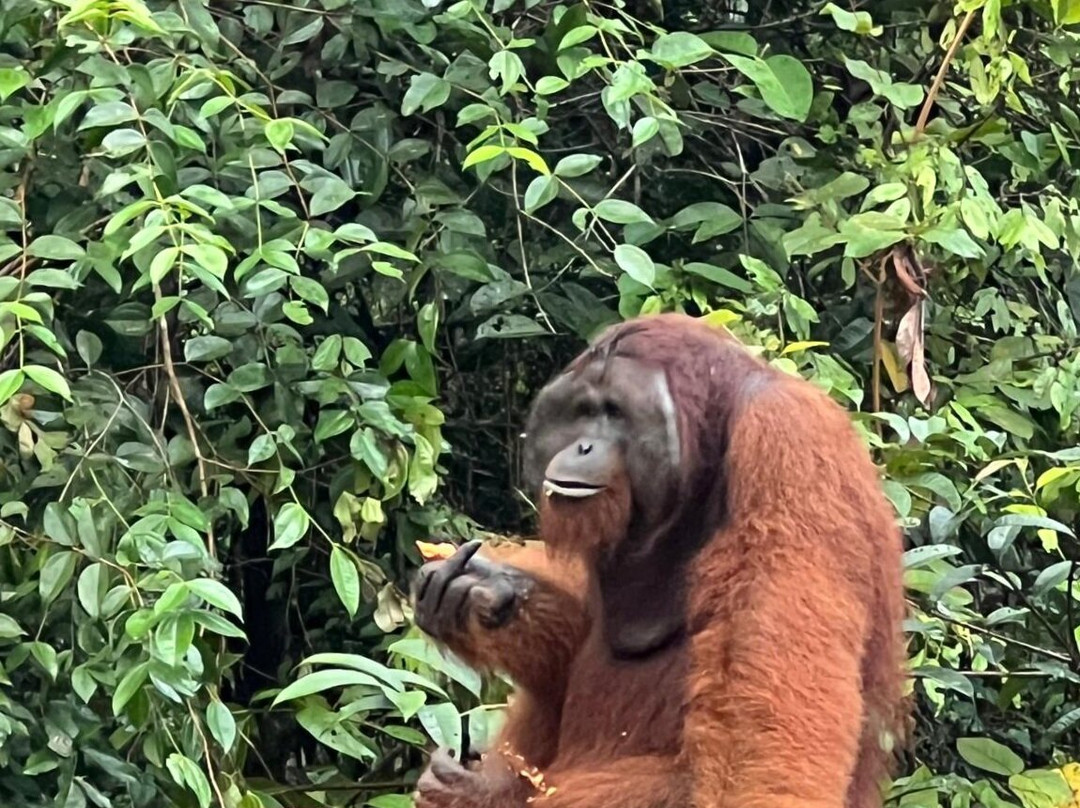 Guia En Borneo-Pangkalan Bun必去景点
