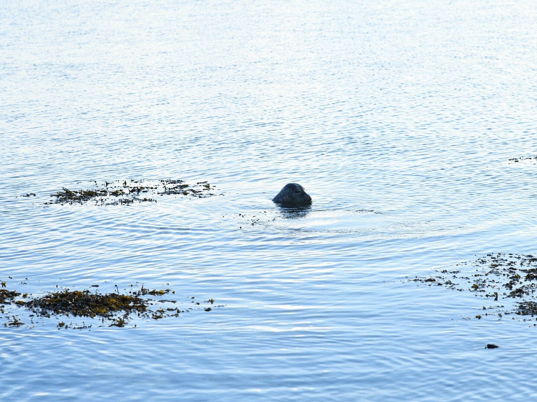 Ytri Tunga Beach-布迪尔必去景点