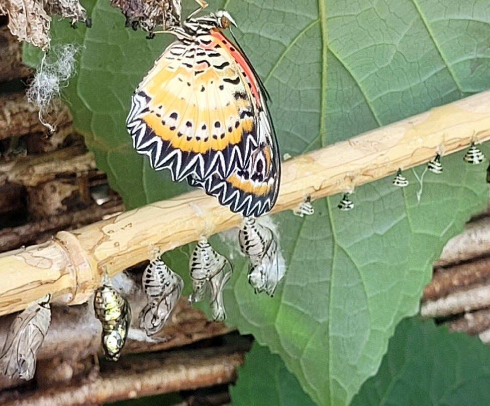 Buckfast Butterfly Farm And Dartmoor Otter Sanctuary-Buckfastleigh必去景点