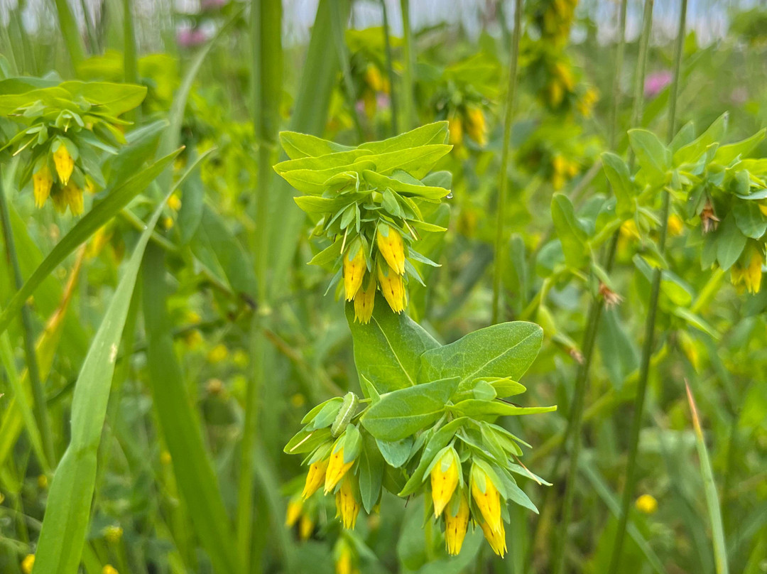 Szentabrahami Organic herb garden-Avrămești必去景点