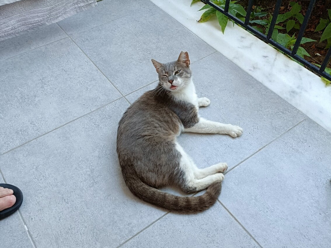 Veronica Studios主图