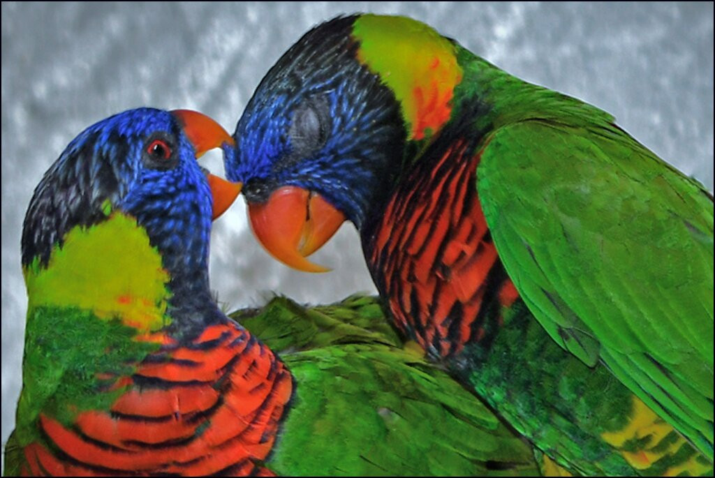 Butterfly World-Coconut Creek必去景点