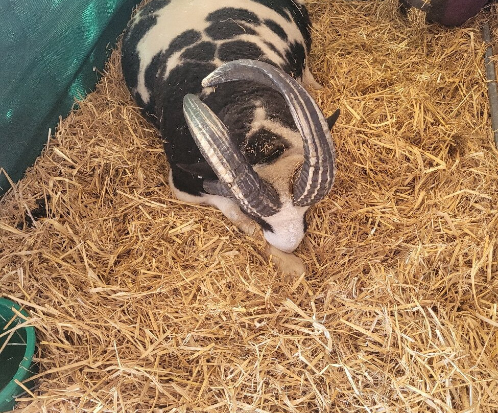 Great Yorkshire Show-哈罗盖特必去景点
