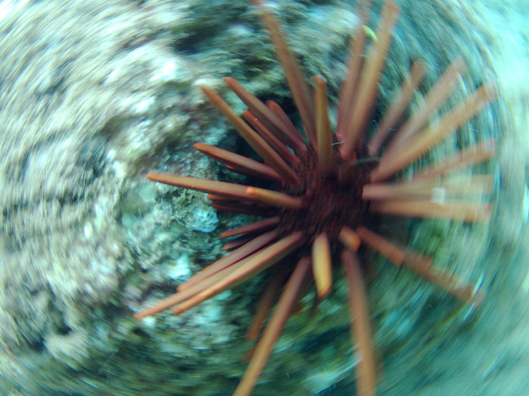 Shoreline Snuba-普卡兰尼必去景点