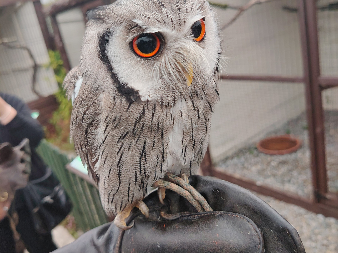 Mayfield Birds of Prey-Kilmacthomas必去景点