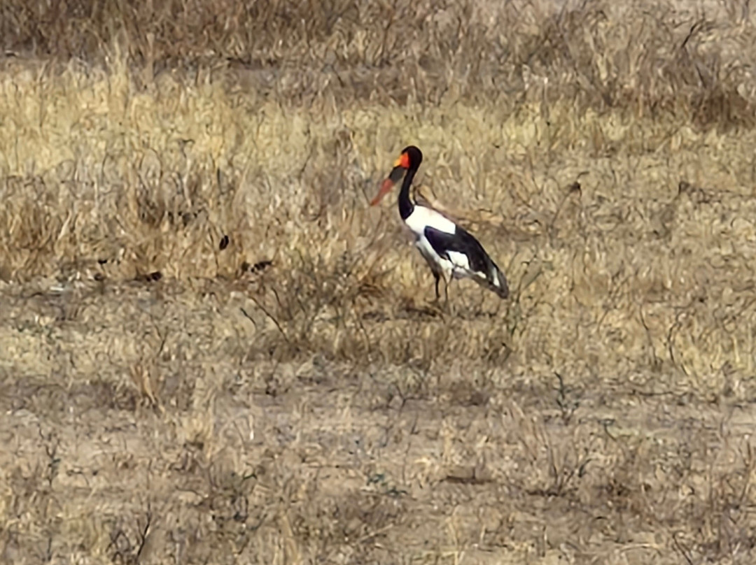 On Safari Africa - Kruger National Park-马里兰必去景点