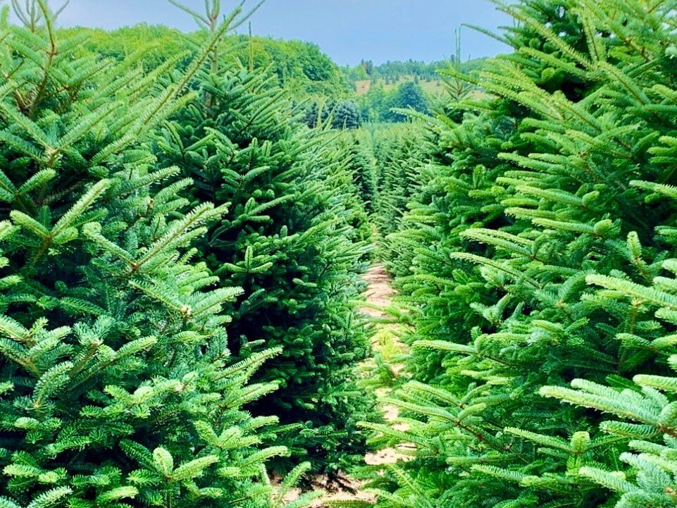 Dutchman Tree Farm-Manton必去景点