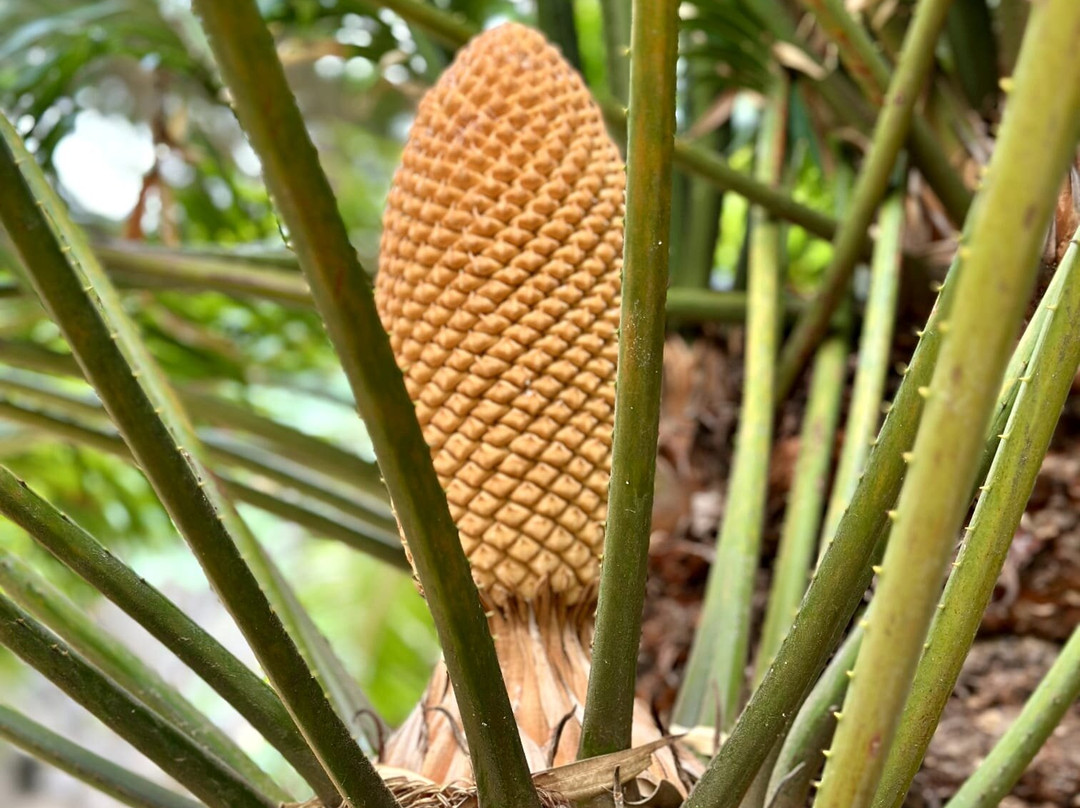 Jardin Botanico del Descubrimiento de Vallehermoso-Vallehermoso必去景点