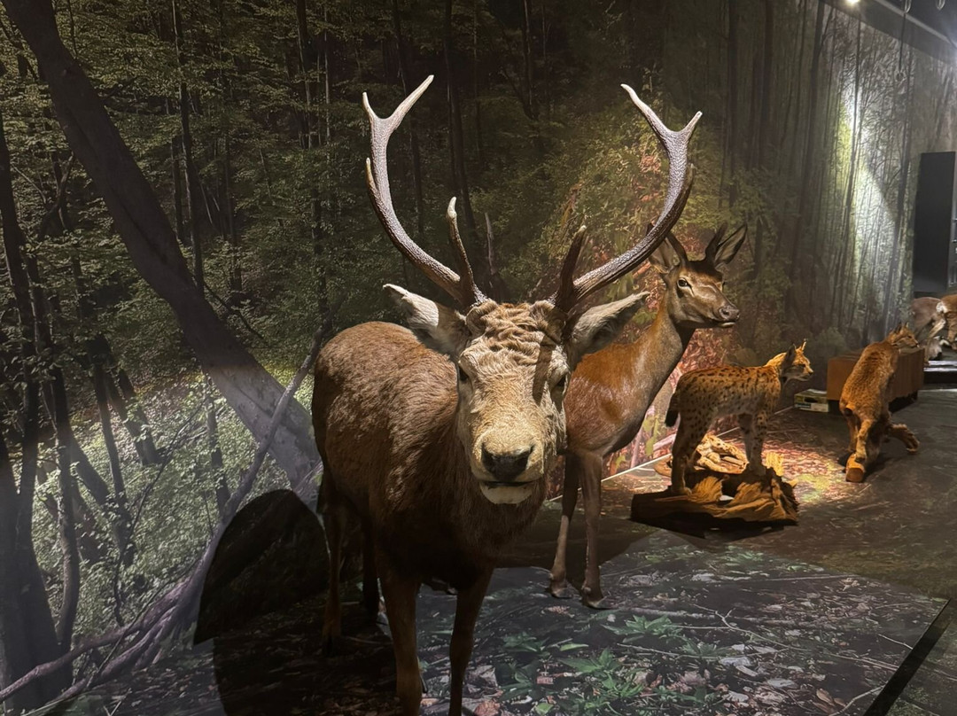 Valais Nature Museum-锡永必去景点