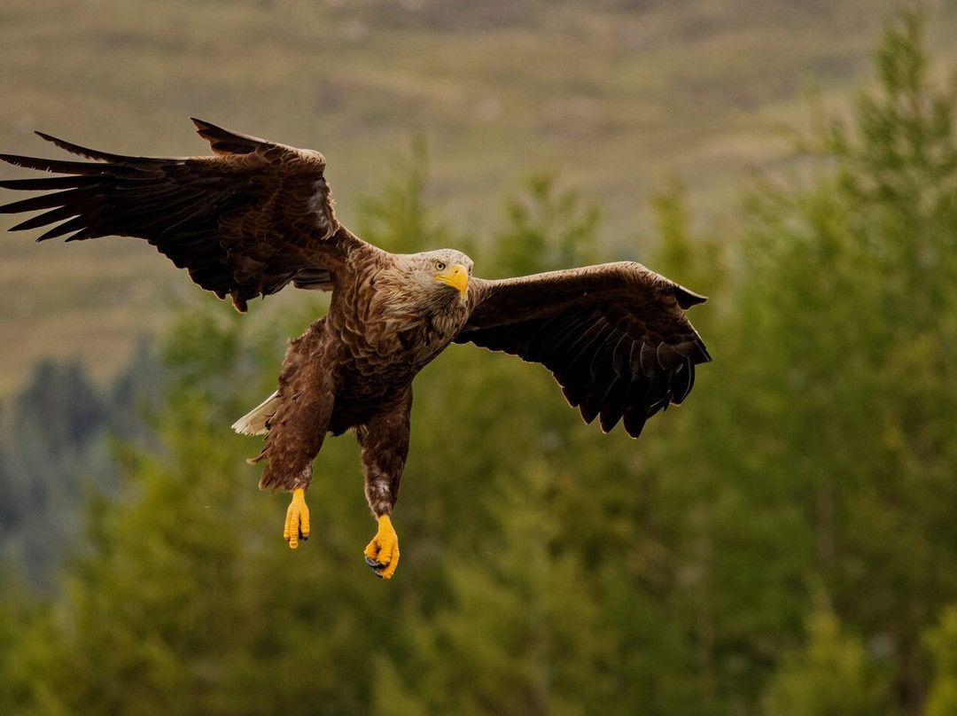 Loch Shiel-Glenfinnan必去景点