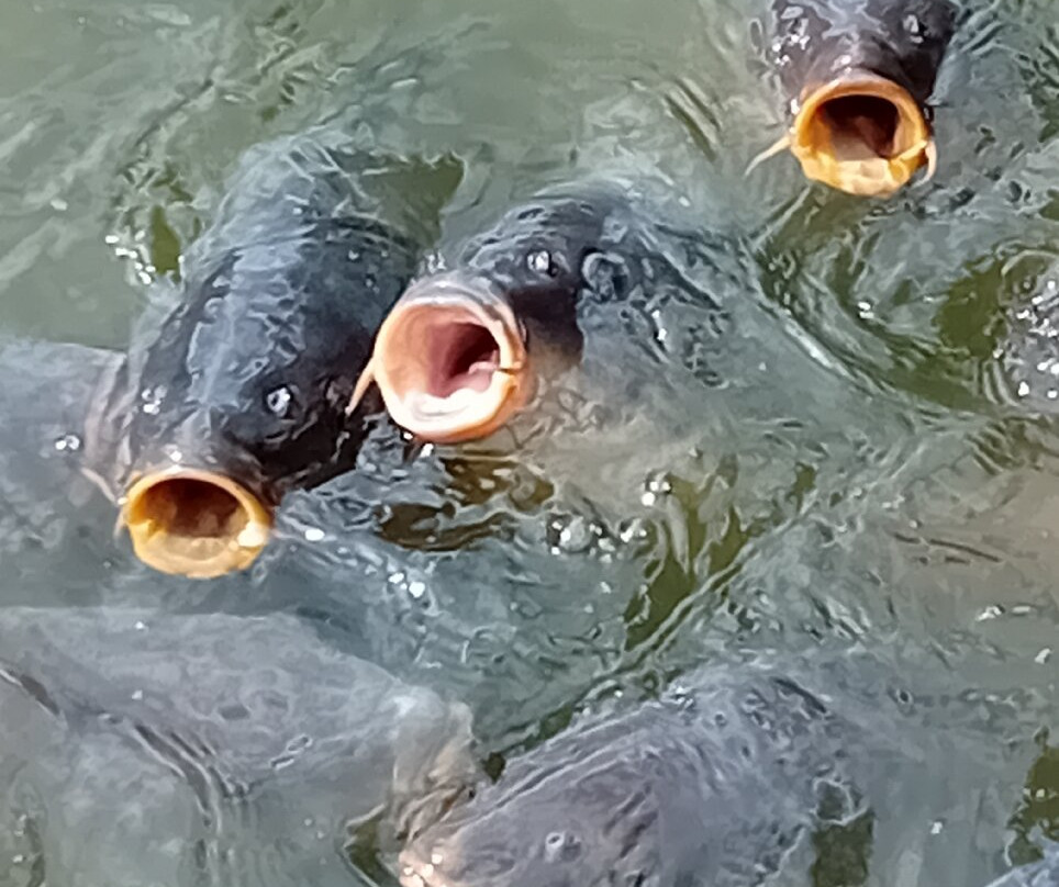 Elsham Hall Gardens and Country Park-Brigg必去景点