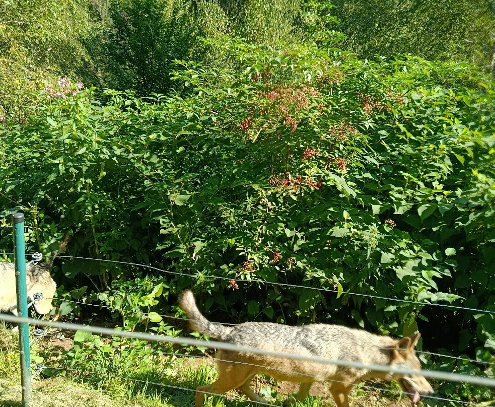 Alternativer Wolf- Und Barenpark Schwarzwald-Bad Rippoldsau-Schapbach必去景点