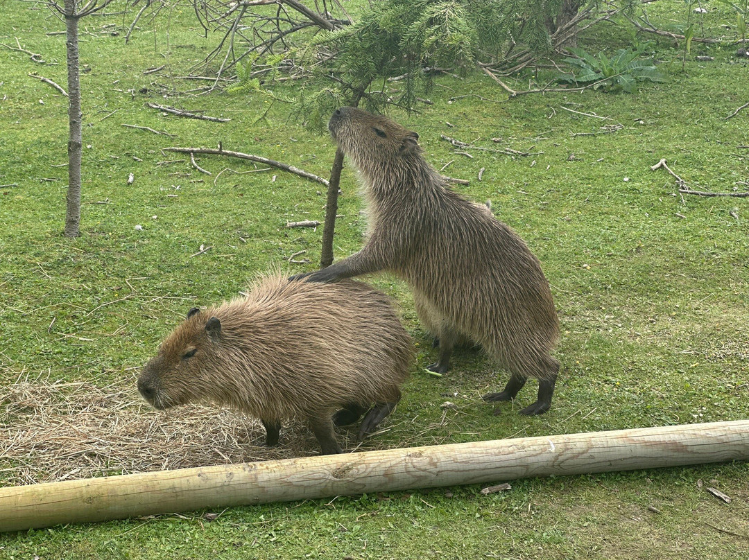 Pangea Park-Bjaeverskov必去景点