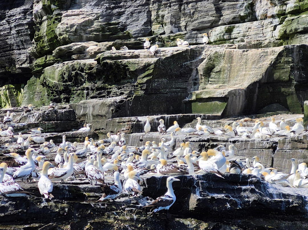 Shetland Nature-Unst必去景点