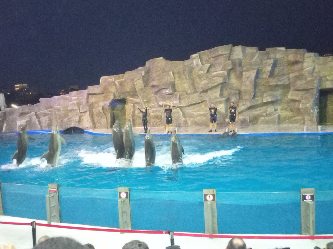 Batumi Dolphinarium-巴统必去景点