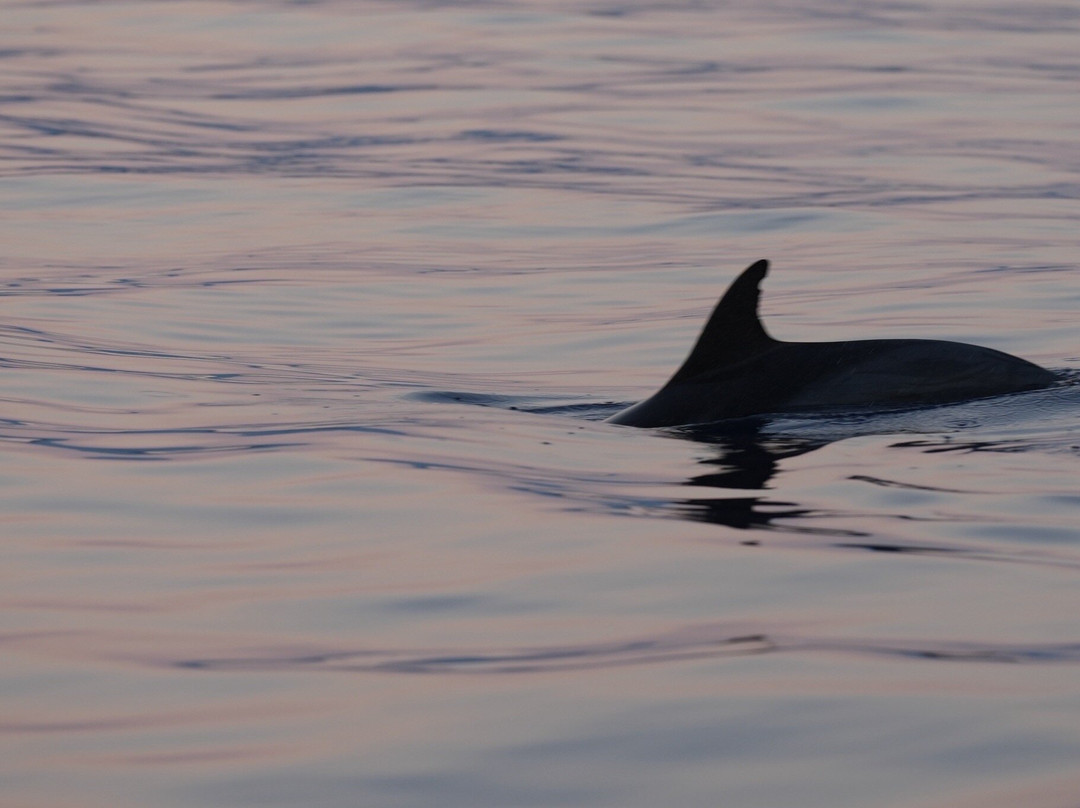 Afrodite Boat Excursions-Pozzillo必去景点