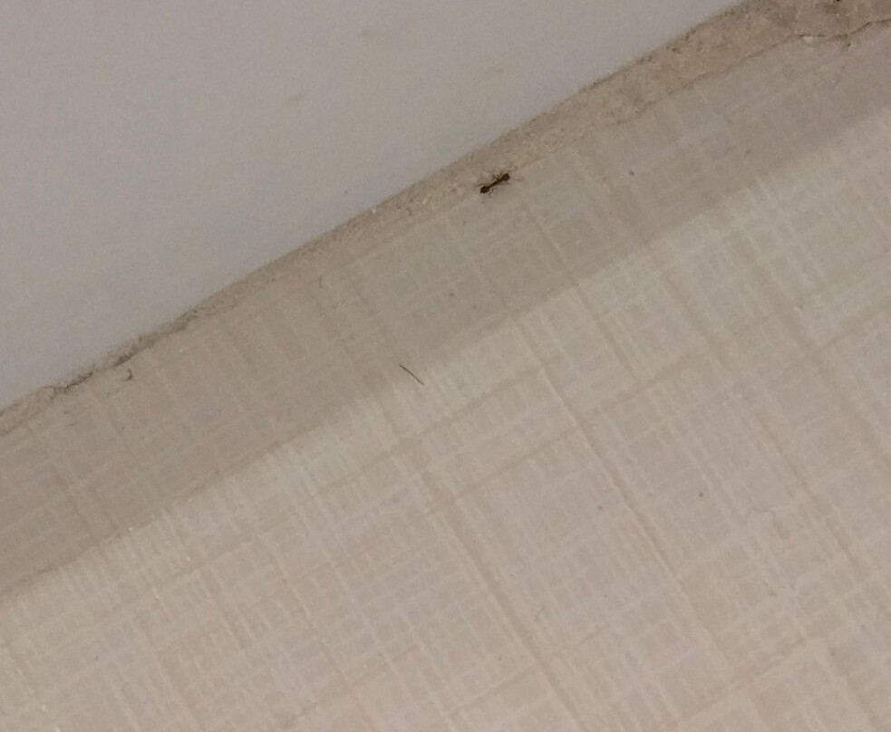 SpringHill Suites by Marriott Dallas McKinney主图