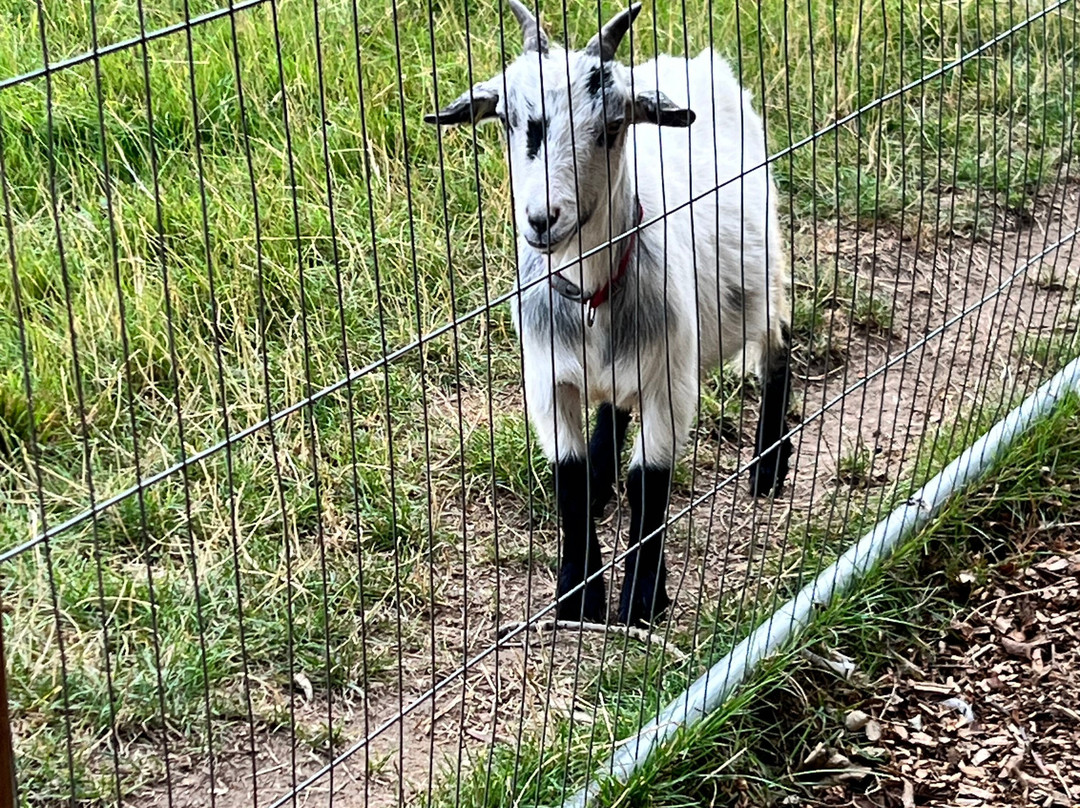 Bill Quay Community Farm-盖茨黑德必去景点