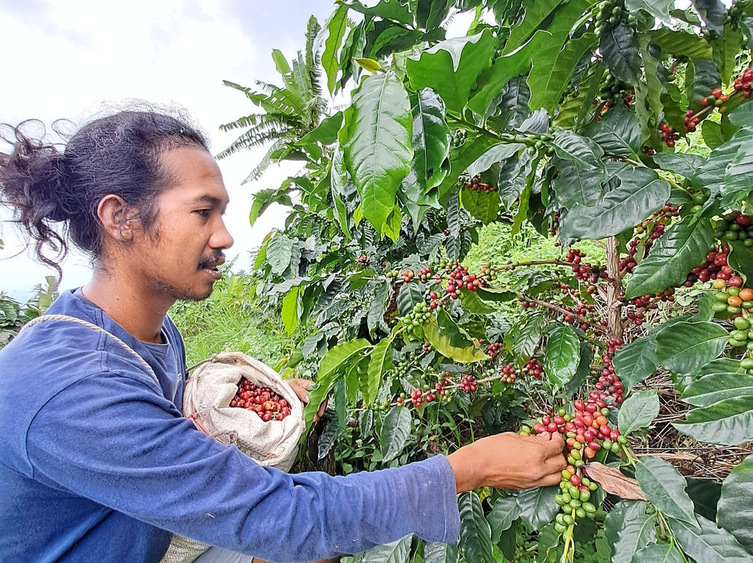 Micofam Lombok Coffee-Sapit必去景点