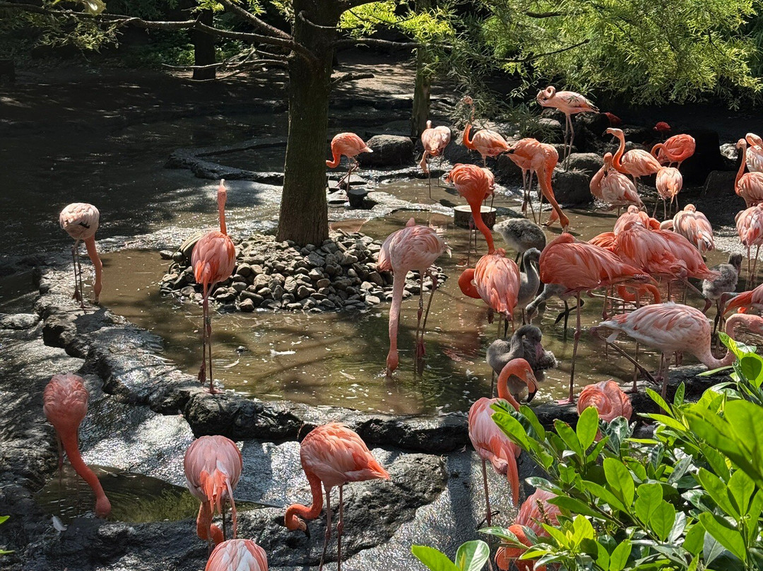 Vogelpark Avifauna-Alphen aan den Rijn必去景点