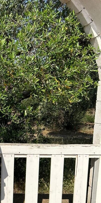 Villa Flora - Baia degli Ulivi主图