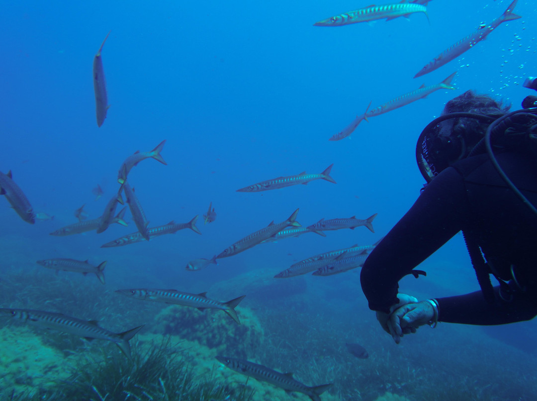 Diving Mediterraneo-圣特雷莎加卢拉必去景点