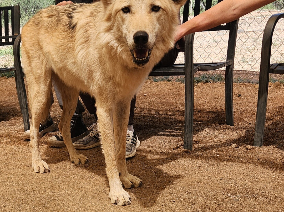 Sedona Wolf Sanctuary-Rimrock必去景点