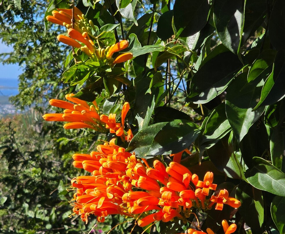 Le Jardin Des Tortues-Les Avirons必去景点