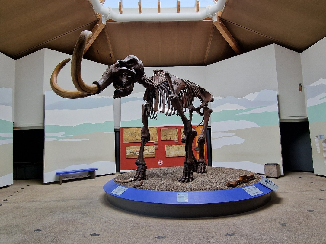 Südostbayerisches Naturkunde- und Mammut-Museum Siegsdorf-Siegsdorf必去景点