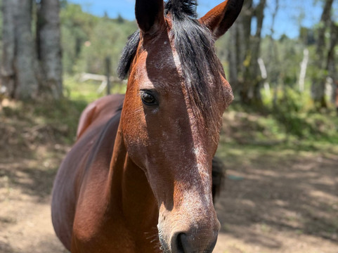 Serenya Reserva Ecuestre-恩维加多必去景点
