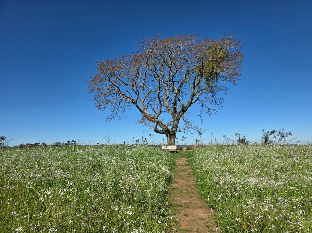 Lavandário Vale Dos Sonhos-Palmeira必去景点