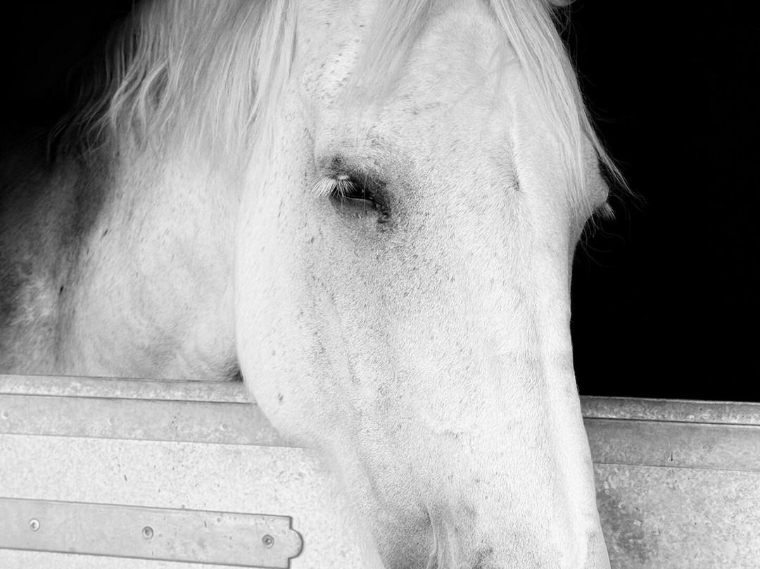 The Horse Trust-里斯伯勒王子城必去景点