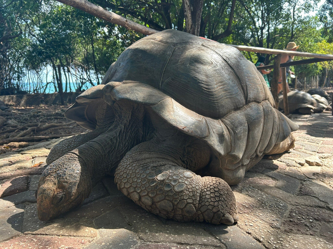 Unique Zanzibar Tours-桑给巴尔岛必去景点