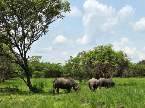 EBS TOURS AND SAFARIS-坎帕拉必去景点