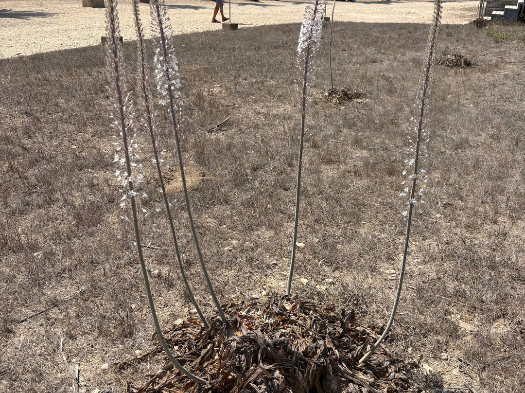 MiraMalta Tours-马耳他岛必去景点