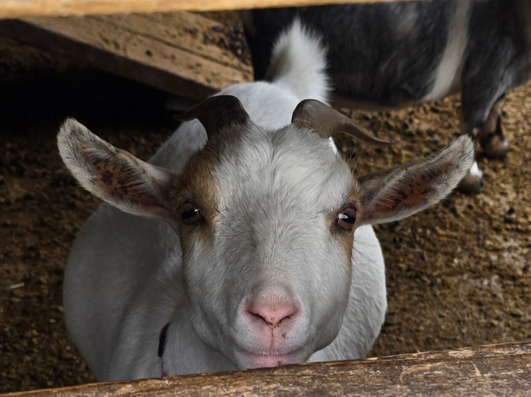 Finkley Down Farm-Andover必去景点