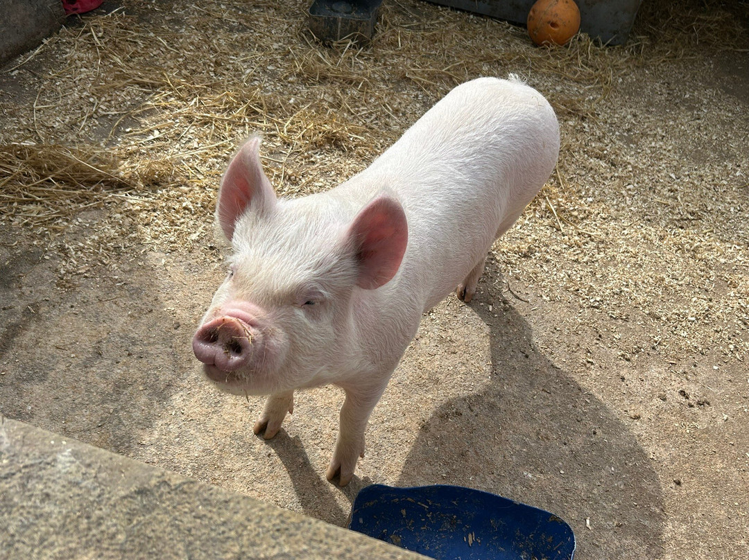 The Castle & Gardens of Mey-Thurso必去景点
