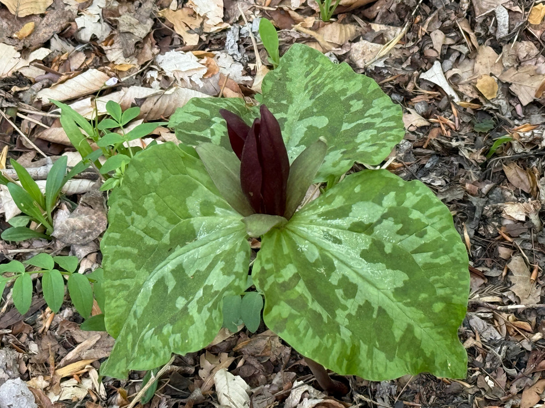 Mt. Cuba Center-Hockessin必去景点